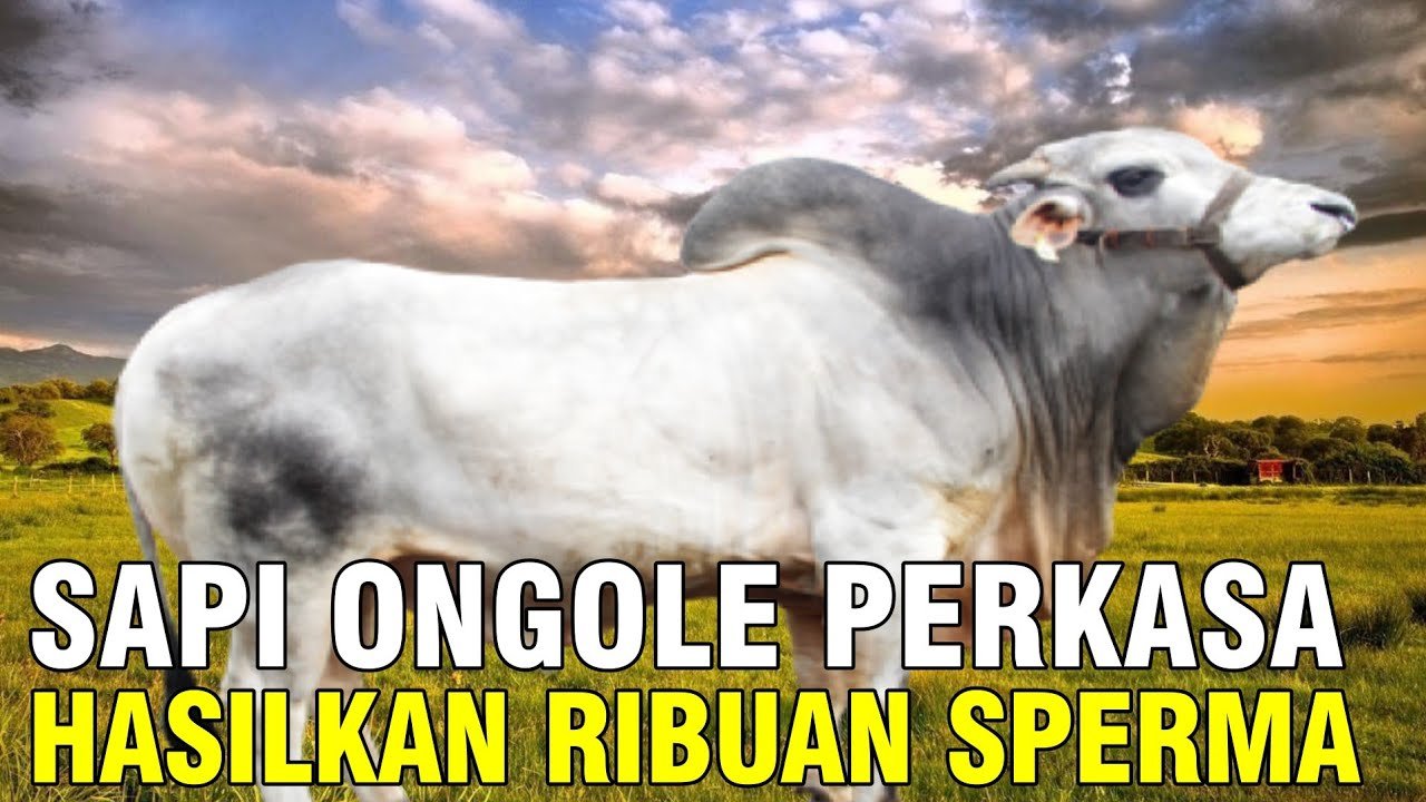
                                 Sapi-Lokal-Ongole-Pasundan-Di-BIB-Lembang